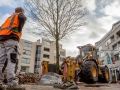 Vier haagbeuken verplaatst Zeist